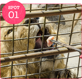 アフリカンサファリ