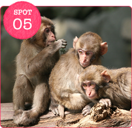 高崎山自然動物公園