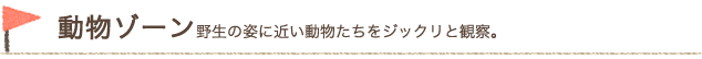 動物ゾーン 野生の姿に近い動物たちをジックリと観察